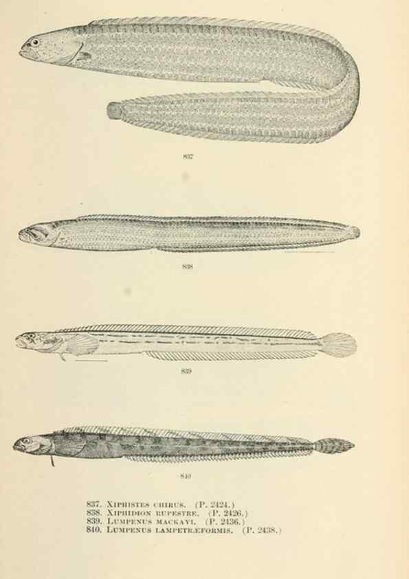Reproducción/Reproduction 7983560920: The fishes of North and Middle America :. Washington :Smithsonian Institution, United States National Museum,1896-1900.