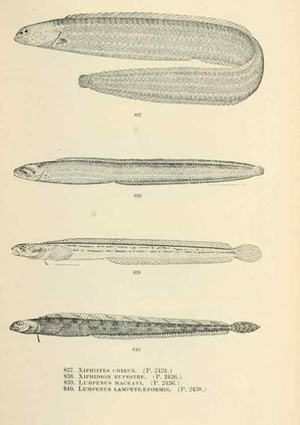 Reproducción/Reproduction 7983560920: The fishes of North and Middle America :. Washington :Smithsonian Institution, United States National Museum,1896-1900.