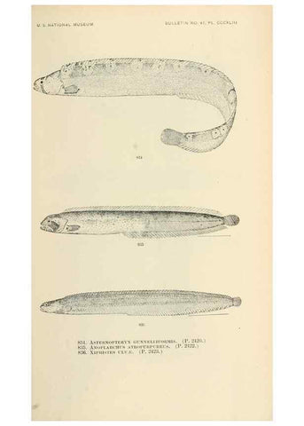 Reproducción/Reproduction 7983560428: The fishes of North and Middle America :. Washington :Smithsonian Institution, United States National Museum,1896-1900.