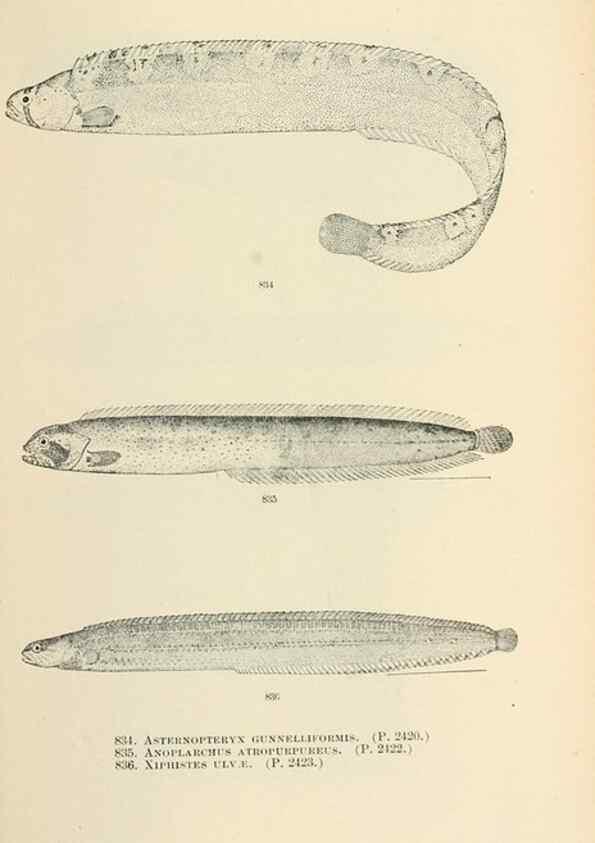 Reproducción/Reproduction 7983560428: The fishes of North and Middle America :. Washington :Smithsonian Institution, United States National Museum,1896-1900.