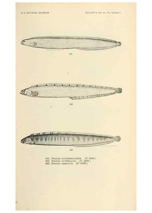 Reproducción/Reproduction 7983559970: The fishes of North and Middle America :. Washington :Smithsonian Institution, United States National Museum,1896-1900.