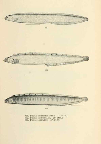 Reproducción/Reproduction 7983559970: The fishes of North and Middle America :. Washington :Smithsonian Institution, United States National Museum,1896-1900.