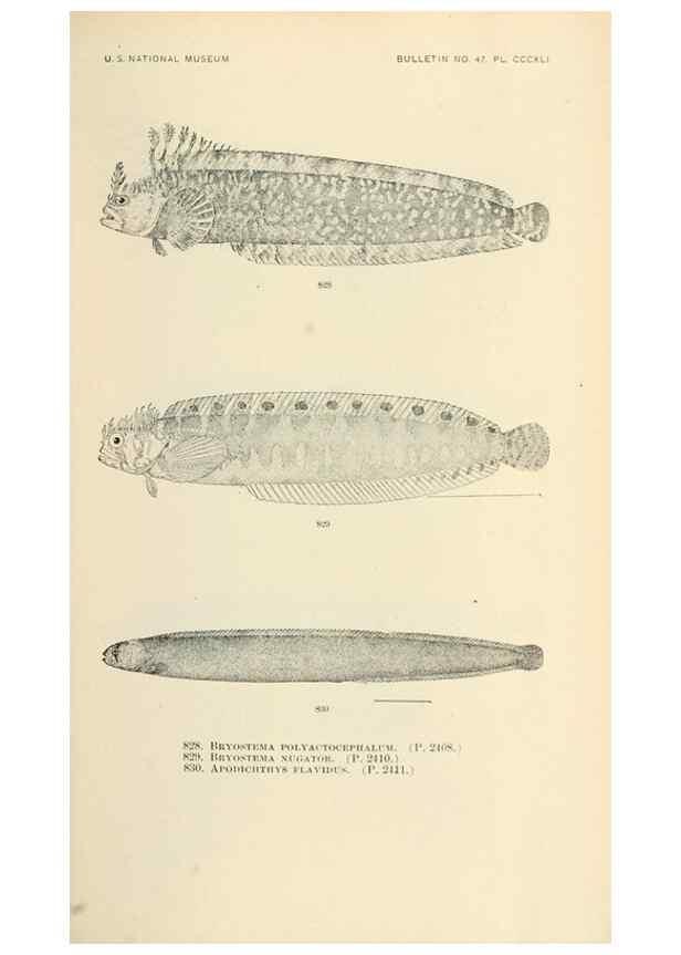 Reproducción/Reproduction 7983554875: The fishes of North and Middle America :. Washington :Smithsonian Institution, United States National Museum,1896-1900.