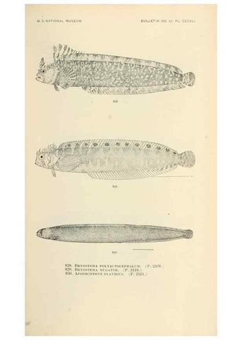 Reproducción/Reproduction 7983554875: The fishes of North and Middle America :. Washington :Smithsonian Institution, United States National Museum,1896-1900.