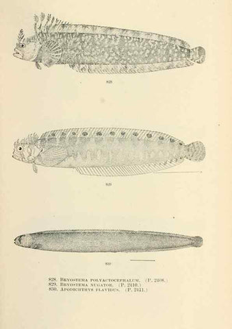 Reproducción/Reproduction 7983554875: The fishes of North and Middle America :. Washington :Smithsonian Institution, United States National Museum,1896-1900.