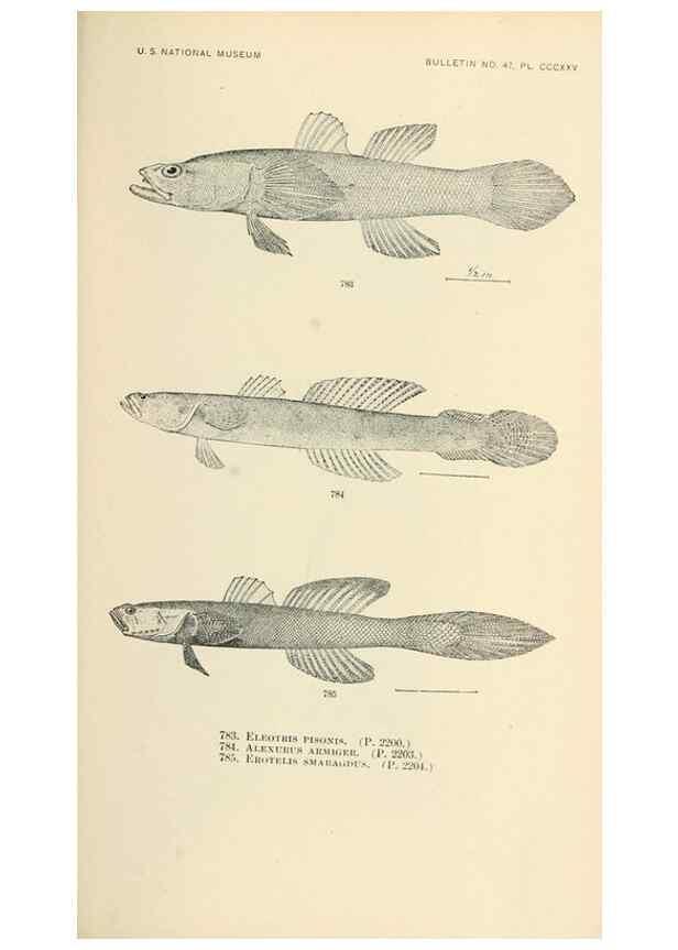 Reproducción/Reproduction 7983545963: The fishes of North and Middle America :. Washington :Smithsonian Institution, United States National Museum,1896-1900.
