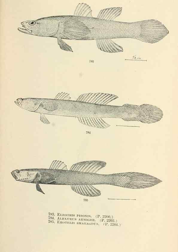 Reproducción/Reproduction 7983545963: The fishes of North and Middle America :. Washington :Smithsonian Institution, United States National Museum,1896-1900.