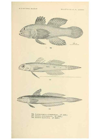 Reproducción/Reproduction 7983551226: The fishes of North and Middle America :. Washington :Smithsonian Institution, United States National Museum,1896-1900.