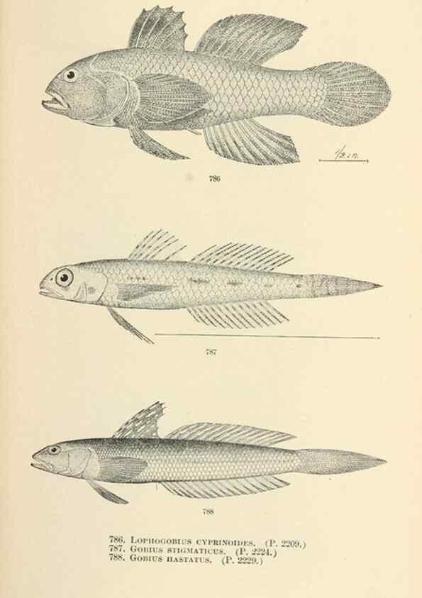 Reproducción/Reproduction 7983551226: The fishes of North and Middle America :. Washington :Smithsonian Institution, United States National Museum,1896-1900.