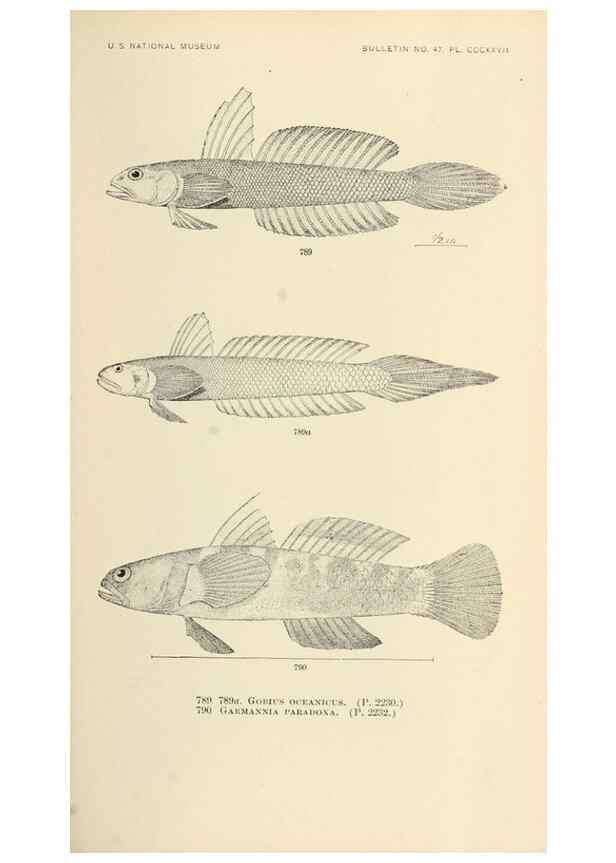 Reproducción/Reproduction 7983547147: The fishes of North and Middle America :. Washington :Smithsonian Institution, United States National Museum,1896-1900.