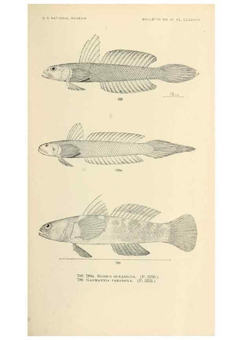 Reproducción/Reproduction 7983547147: The fishes of North and Middle America :. Washington :Smithsonian Institution, United States National Museum,1896-1900.