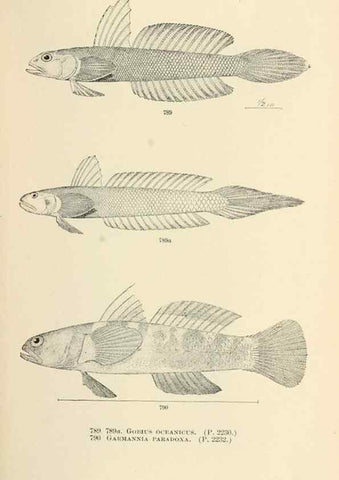 Reproducción/Reproduction 7983547147: The fishes of North and Middle America :. Washington :Smithsonian Institution, United States National Museum,1896-1900.