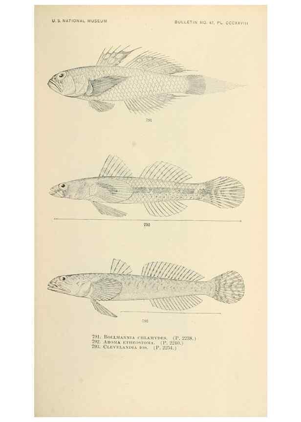 Reproducción/Reproduction 7983547671: The fishes of North and Middle America :. Washington :Smithsonian Institution, United States National Museum,1896-1900.