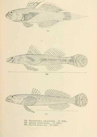 Reproducción/Reproduction 7983547671: The fishes of North and Middle America :. Washington :Smithsonian Institution, United States National Museum,1896-1900.