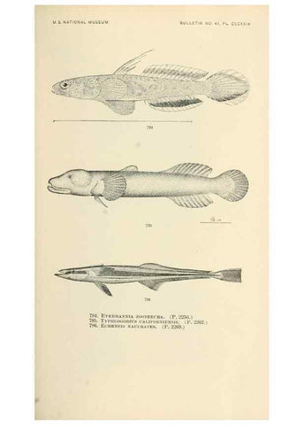 Reproducción/Reproduction 7983548177: The fishes of North and Middle America :. Washington :Smithsonian Institution, United States National Museum,1896-1900.