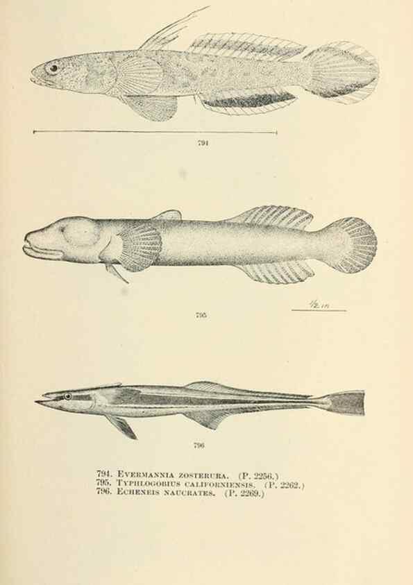 Reproducción/Reproduction 7983548177: The fishes of North and Middle America :. Washington :Smithsonian Institution, United States National Museum,1896-1900.