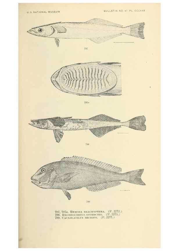 Reproducción/Reproduction 7983553476: The fishes of North and Middle America :. Washington :Smithsonian Institution, United States National Museum,1896-1900.