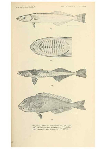Reproducción/Reproduction 7983553476: The fishes of North and Middle America :. Washington :Smithsonian Institution, United States National Museum,1896-1900.