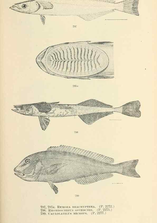 Reproducción/Reproduction 7983553476: The fishes of North and Middle America :. Washington :Smithsonian Institution, United States National Museum,1896-1900.