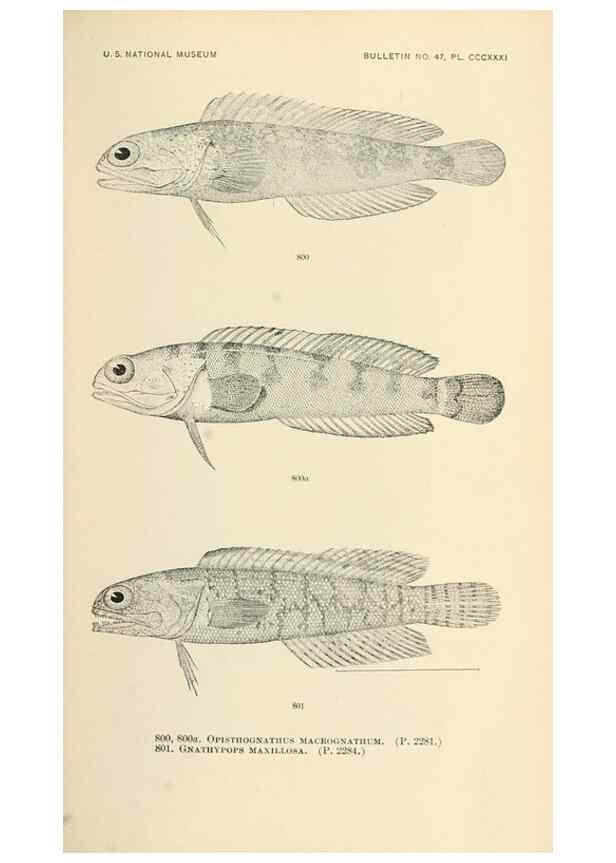 Reproducción/Reproduction 7983549213: The fishes of North and Middle America :. Washington :Smithsonian Institution, United States National Museum,1896-1900.