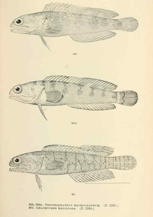 Reproducción/Reproduction 7983549213: The fishes of North and Middle America :. Washington :Smithsonian Institution, United States National Museum,1896-1900.