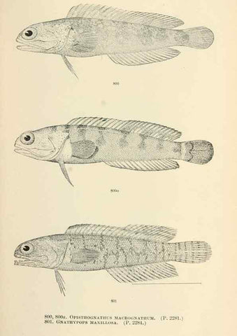 Reproducción/Reproduction 7983549213: The fishes of North and Middle America :. Washington :Smithsonian Institution, United States National Museum,1896-1900.