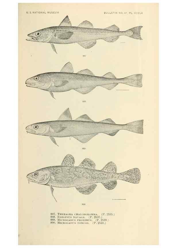 Reproducción/Reproduction 7983569596: The fishes of North and Middle America :. Washington :Smithsonian Institution, United States National Museum,1896-1900.