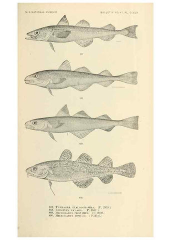 Reproducción/Reproduction 7983569596: The fishes of North and Middle America :. Washington :Smithsonian Institution, United States National Museum,1896-1900.