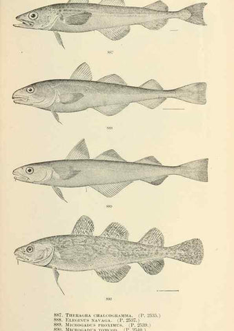 Reproducción/Reproduction 7983569596: The fishes of North and Middle America :. Washington :Smithsonian Institution, United States National Museum,1896-1900.