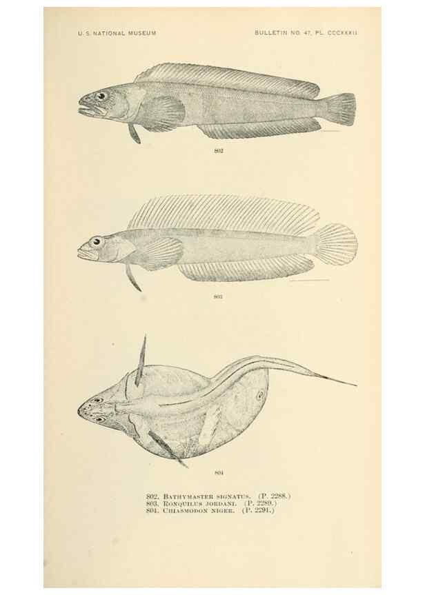 Reproducción/Reproduction 7983549767: The fishes of North and Middle America :. Washington :Smithsonian Institution, United States National Museum,1896-1900.