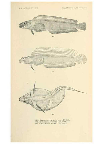 Reproducción/Reproduction 7983549767: The fishes of North and Middle America :. Washington :Smithsonian Institution, United States National Museum,1896-1900.