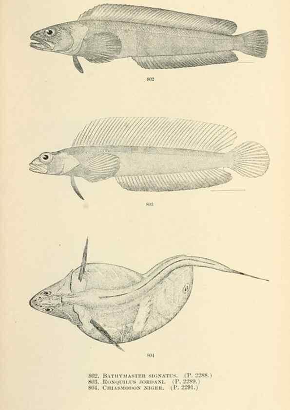 Reproducción/Reproduction 7983549767: The fishes of North and Middle America :. Washington :Smithsonian Institution, United States National Museum,1896-1900.