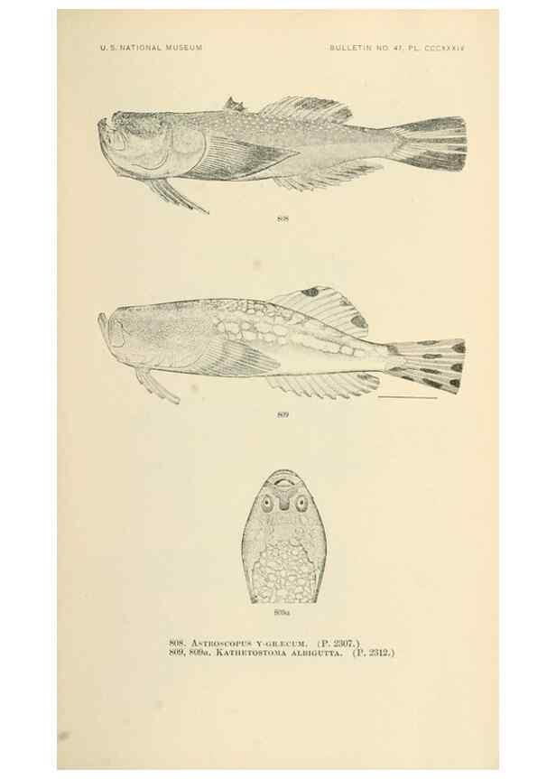 Reproducción/Reproduction 7983555842: The fishes of North and Middle America :. Washington :Smithsonian Institution, United States National Museum,1896-1900.