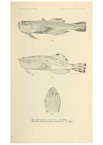 Reproducción/Reproduction 7983555842: The fishes of North and Middle America :. Washington :Smithsonian Institution, United States National Museum,1896-1900.