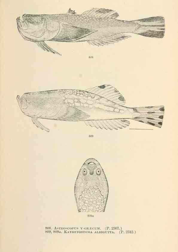 Reproducción/Reproduction 7983555842: The fishes of North and Middle America :. Washington :Smithsonian Institution, United States National Museum,1896-1900.