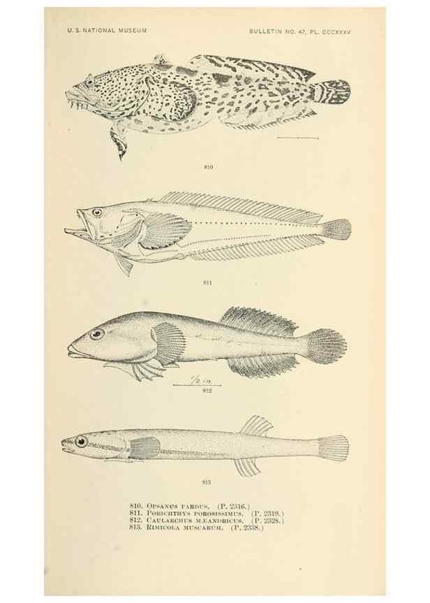 Reproducción/Reproduction 7983556376: The fishes of North and Middle America :. Washington :Smithsonian Institution, United States National Museum,1896-1900.