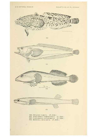 Reproducción/Reproduction 7983556376: The fishes of North and Middle America :. Washington :Smithsonian Institution, United States National Museum,1896-1900.