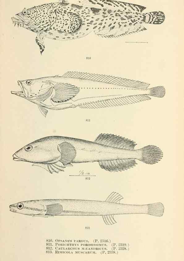 Reproducción/Reproduction 7983556376: The fishes of North and Middle America :. Washington :Smithsonian Institution, United States National Museum,1896-1900.