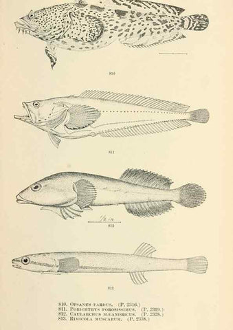 Reproducción/Reproduction 7983556376: The fishes of North and Middle America :. Washington :Smithsonian Institution, United States National Museum,1896-1900.