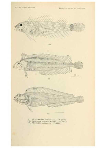 Reproducción/Reproduction 7983552121: The fishes of North and Middle America :. Washington :Smithsonian Institution, United States National Museum,1896-1900.