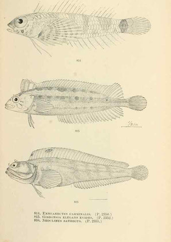 Reproducción/Reproduction 7983552121: The fishes of North and Middle America :. Washington :Smithsonian Institution, United States National Museum,1896-1900.