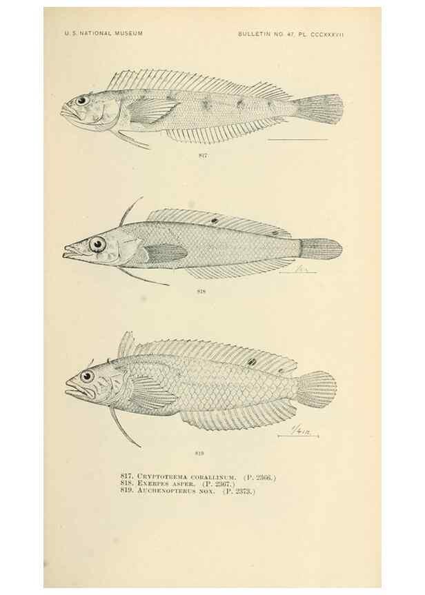 Reproducción/Reproduction 7983557366: The fishes of North and Middle America :. Washington :Smithsonian Institution, United States National Museum,1896-1900.