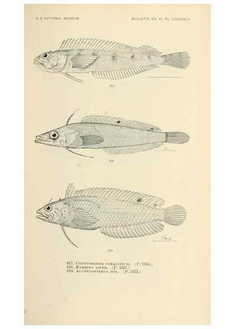 Reproducción/Reproduction 7983557366: The fishes of North and Middle America :. Washington :Smithsonian Institution, United States National Museum,1896-1900.