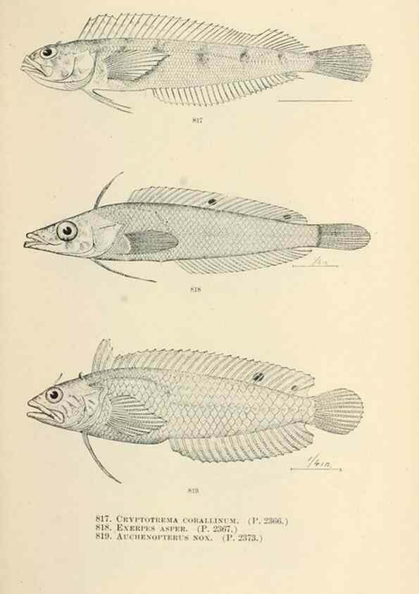 Reproducción/Reproduction 7983557366: The fishes of North and Middle America :. Washington :Smithsonian Institution, United States National Museum,1896-1900.