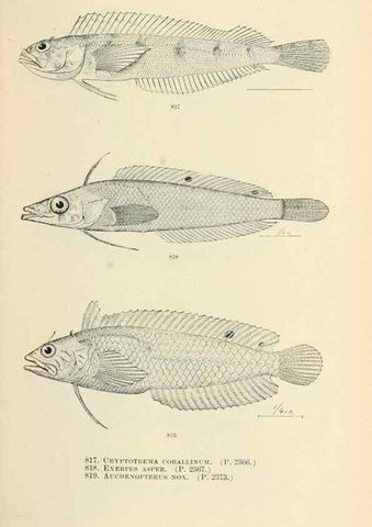 Reproducción/Reproduction 7983557366: The fishes of North and Middle America :. Washington :Smithsonian Institution, United States National Museum,1896-1900.