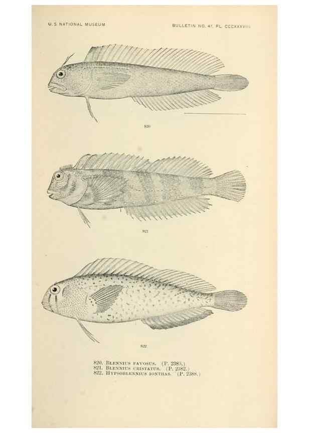 Reproducción/Reproduction 7983553385: The fishes of North and Middle America :. Washington :Smithsonian Institution, United States National Museum,1896-1900.
