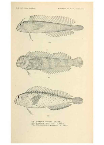 Reproducción/Reproduction 7983553385: The fishes of North and Middle America :. Washington :Smithsonian Institution, United States National Museum,1896-1900.