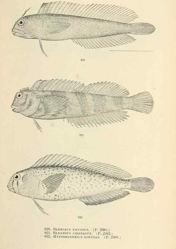 Reproducción/Reproduction 7983553385: The fishes of North and Middle America :. Washington :Smithsonian Institution, United States National Museum,1896-1900.