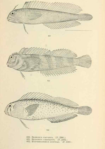 Reproducción/Reproduction 7983553385: The fishes of North and Middle America :. Washington :Smithsonian Institution, United States National Museum,1896-1900.