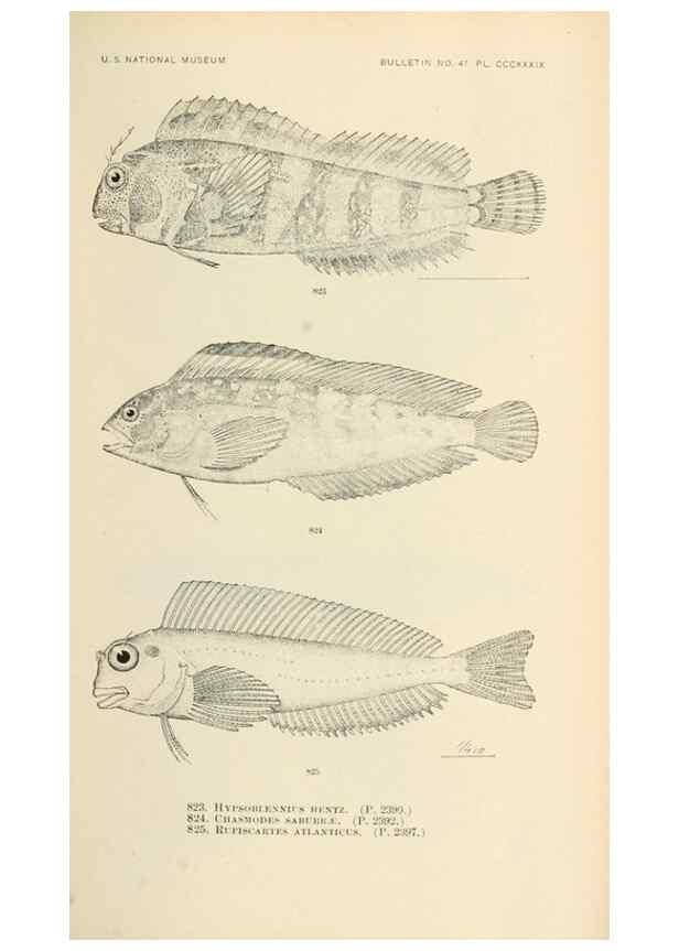 Reproducción/Reproduction 7983553933: The fishes of North and Middle America :. Washington :Smithsonian Institution, United States National Museum,1896-1900.